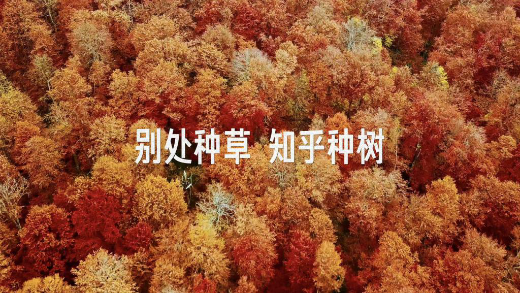 知乎种树 知乎种树