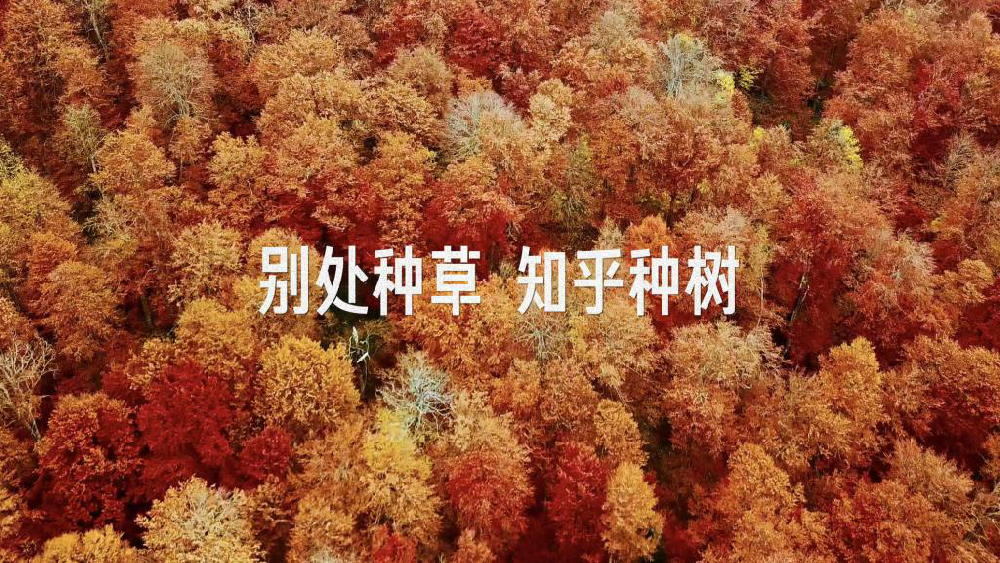 知乎种树营销有哪些优势?